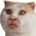 :bidlocat2:
